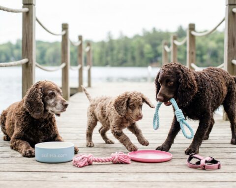 American Water Spaniel portrait