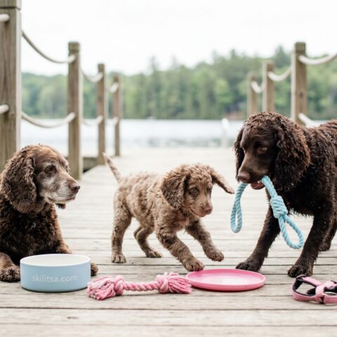 American Water Spaniel portrait