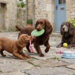 Boykin Spaniel Portrait