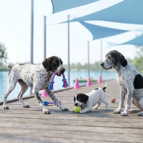 Braque d'Auvergne portrait