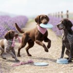 German Longhaired Pointer Portrait