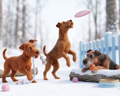 Irish Terrier portrait