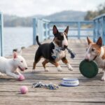 Miniature Bull Terrier Portrait
