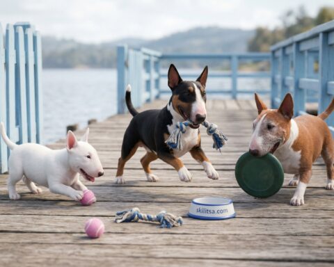 Miniature Bull Terrier portrait