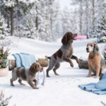 Picardy Spaniel Portrait