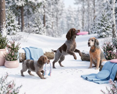 Picardy Spaniel portrait