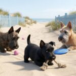 Scottish Terrier Portrait