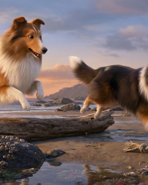 Shetland Sheepdog