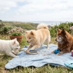 Volpino Italiano Portrait