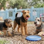 Welsh Terrier Portrait
