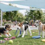 Wire Fox Terrier Portrait