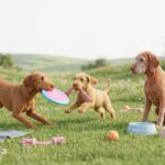 Wirehaired Vizsla Portrait